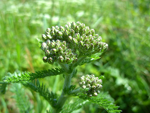 Schafsgarbe