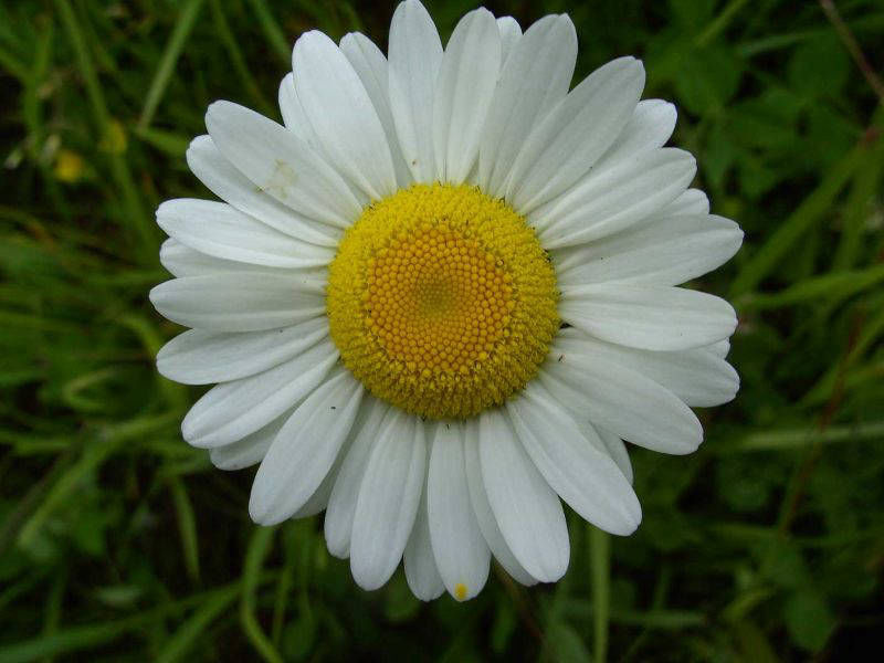 Heublume