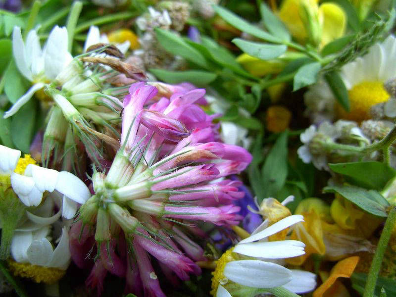 Heublume