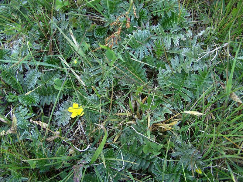 Heublumen