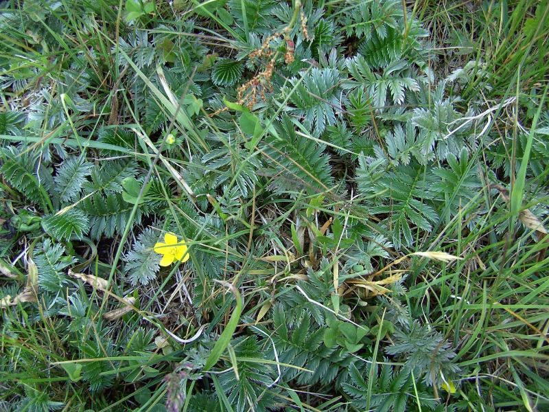 Heublumen
