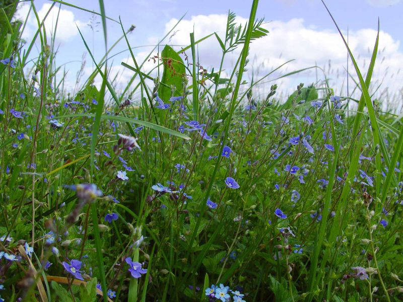 Heublumen