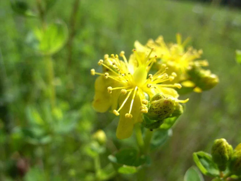 Heublumen Johanniskraut