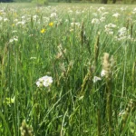 Artenreiche Blumenwiese mit Margeriten und Wildblumen für Heublumenernte