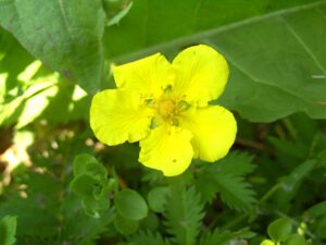 Heublumen Blume
