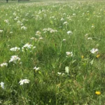 Blühende Naturwiese mit Margeriten und Butterblumen