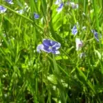 Blaue Ehrenpreis-Blüten in Nahaufnahme auf der Heublumenwiese