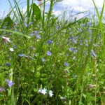 Blauer Ehrenpreis zwischen Wiesenkräutern und Gräsern