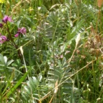 Fingerkraut auf einer Heublumenwiese im Sommer