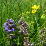 Günsel und Butterblume als vielfältige Wiesenkräuter der Heublumenmischung