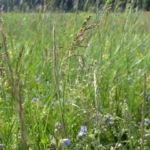 Sommerliche Heublumenwiese mit reifen Gräsern und Ehrenpreis