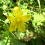 Nahaufnahme einer gelben Johanniskraut-Blüte auf der Heublumenwiese