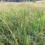Kräuterwiese mit blühendem Johanniskraut im Sommer