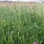 Naturbelassene Wiese mit Rotklee und Wiesengräsern im Spätsommer