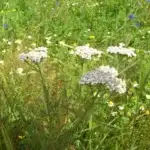 Weiße Schafgarbe-Dolden auf einer blühenden Heublumenwiese