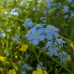 Vergissmeinnicht-Blüten in leuchtendem Blau auf der Heublumenwiese