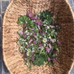 Frisch geerntete Wiesenkräuter mit Rotklee und Margeriten im Erntekorb