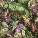 Nahaufnahme einer bunten Wiesenkräutermischung mit Klee und Wildblumen