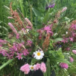 Bunter Wiesenkräuterstrauß mit Lichtnelken, Margeriten und Rotklee