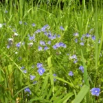 Blaue Ehrenpreis-Blüten in Nahaufnahme auf der Heublumenwiese