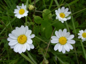 Margeriten in Nahaufnahme auf der artenreichen Bio-Kräuterwiese