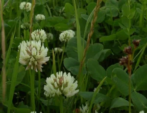 Blühender Weißklee auf der Heublumenwiese im Sommer