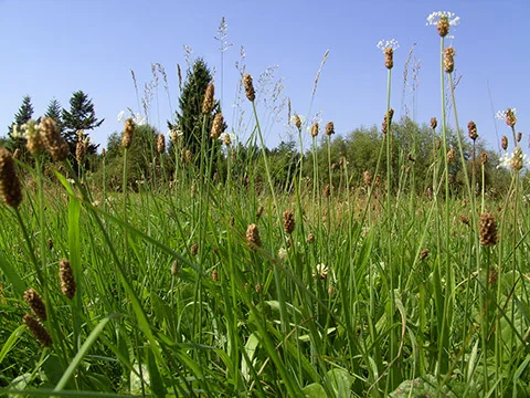 Spitzwegerich