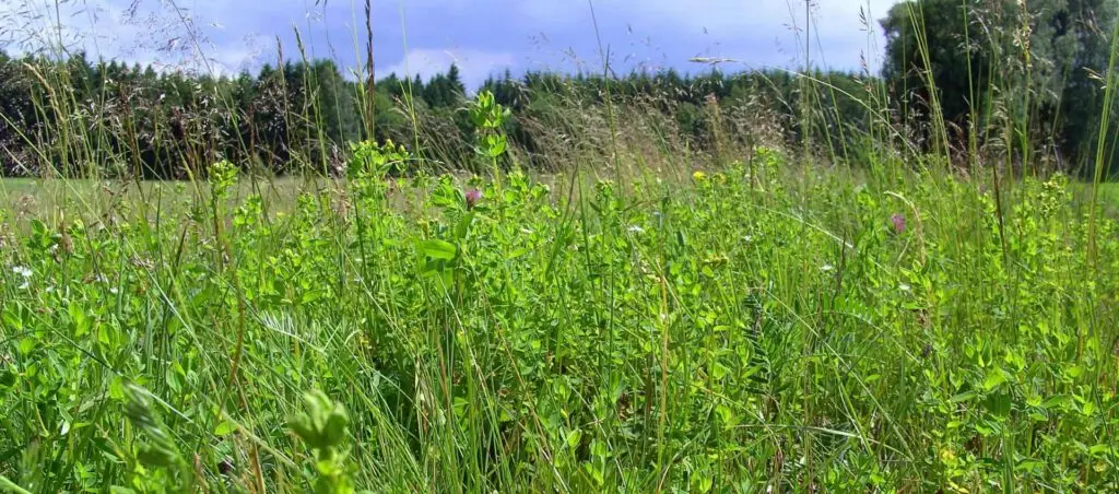 Bio Heublumen Wiese