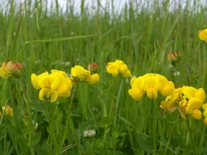 hornklee-heublumen