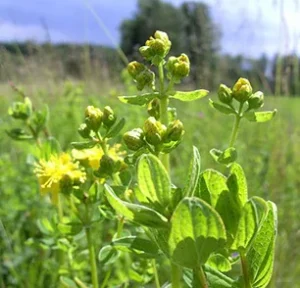 Johanniskraut-Knospen auf der Heublumenwiese
