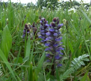 Kriechender Günsel mit blau-violetten Blütenähren auf der Naturwiese