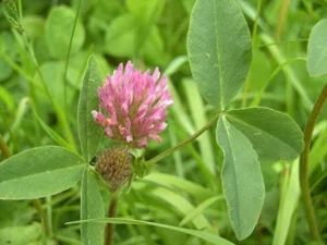 Rotklee-Blüte in Nahaufnahme - Heublumen-Wiesenkraut